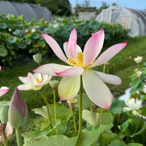 Blushing Fairy Lotus (Bare Root)