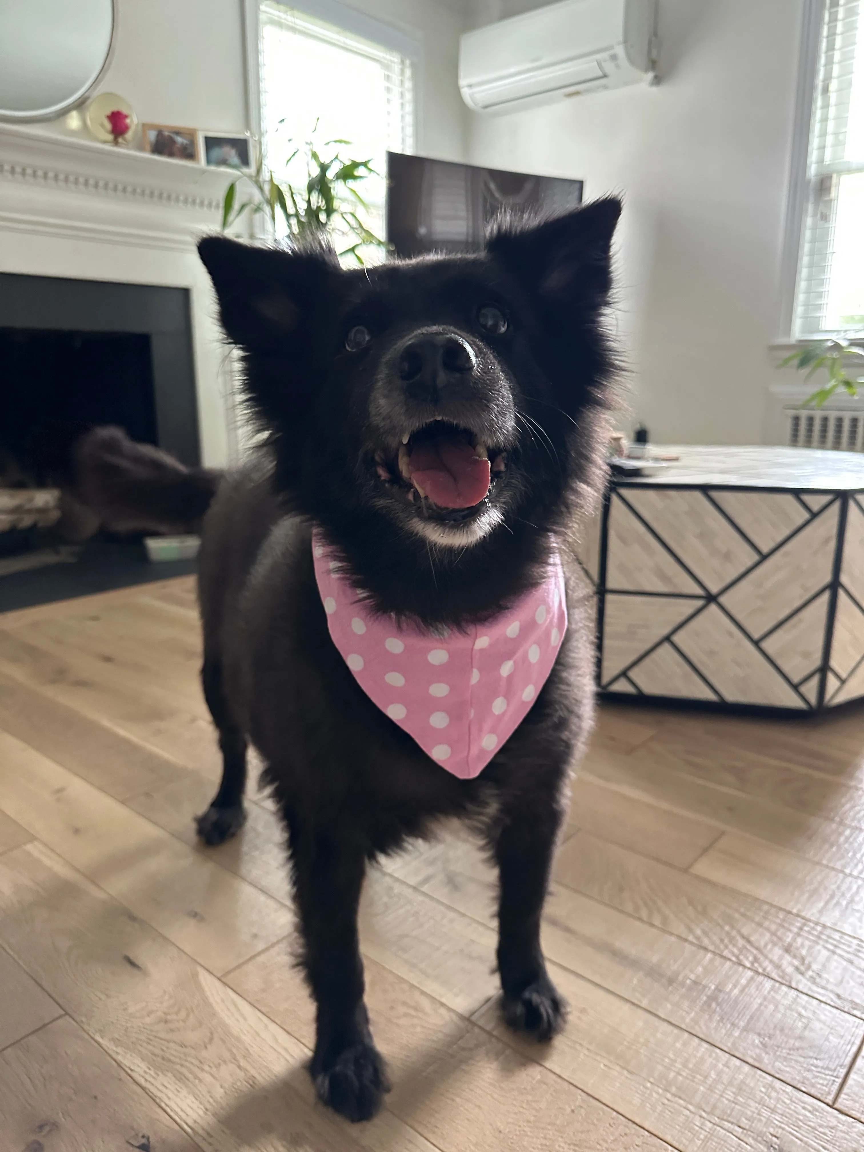 Molly Pet Bandana