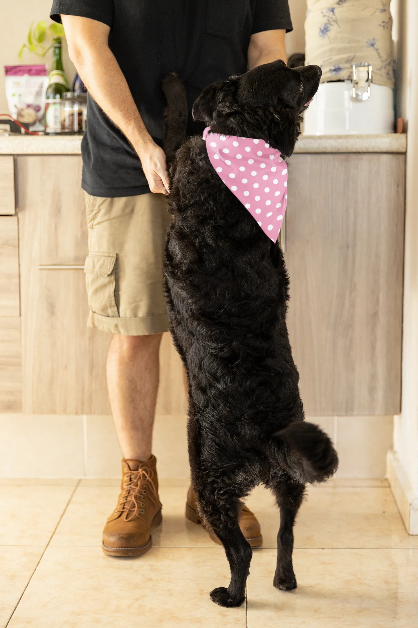 Molly Pet Bandana